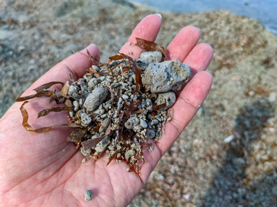 久保研究室では、軽石から空気を抜き海に沈める処理方法を開発