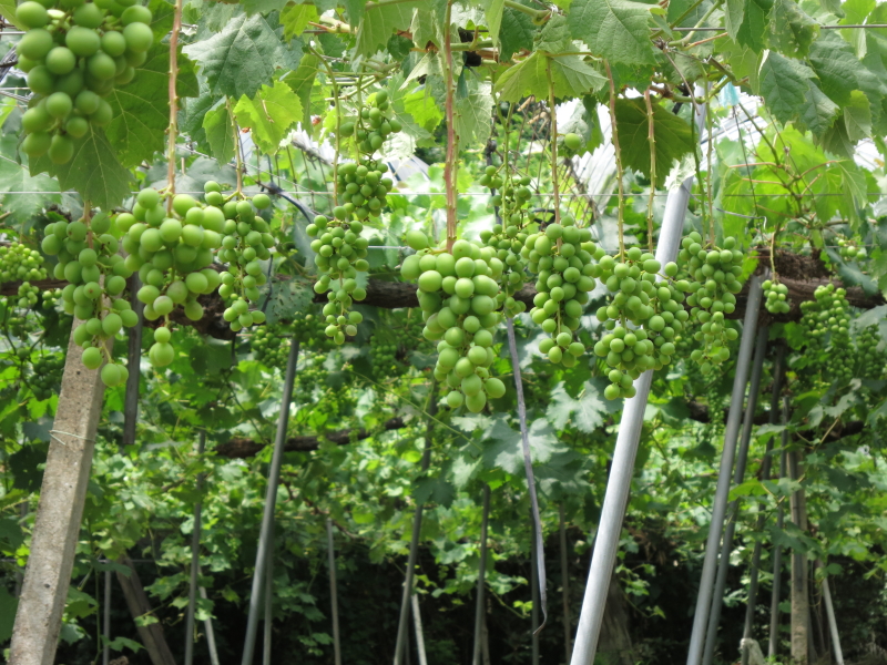 福山大学ヴィンヤード(ブドウ園)でたわわに実るブドウ 福山大学ヴィンヤード(ブドウ園)でたわわに実るブドウ