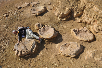 世界最大級の足跡化石 世界最大級の足跡化石