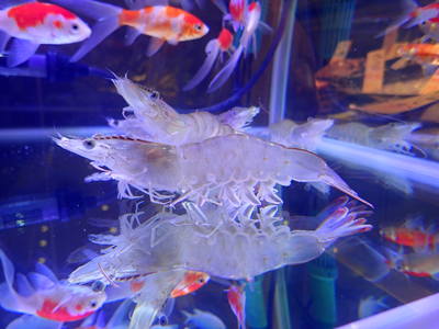 三越日本橋本店で販売された「理大やまエビ」 三越日本橋本店で販売された「理大やまエビ」