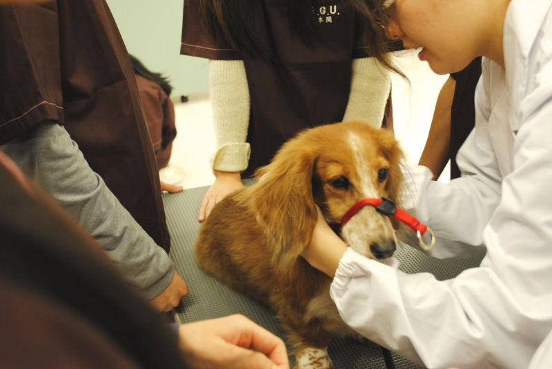 獣医保健看護学専攻（修士課程）では、実践力と技術力を備えた動物看護師を育成