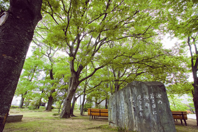 哲学の森 哲学の森