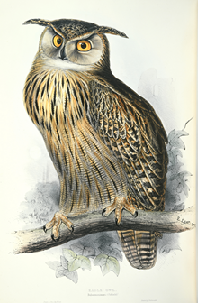 ワシミミズク ワシミミズク