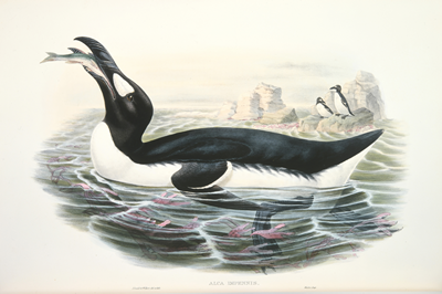 オオウミガラス オオウミガラス